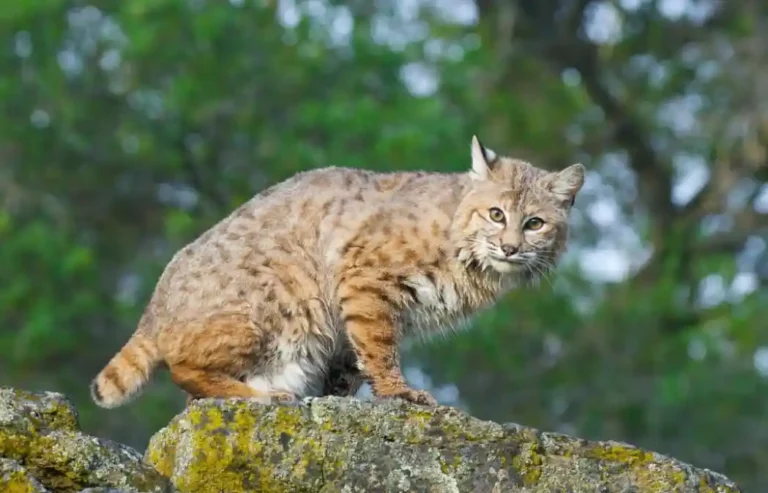 Can A Bobcat Kill Large Dogs Like Pit Bulls Or Rottweilers? [3 Tips]