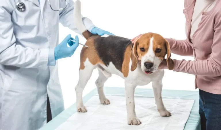 What Can I Give My Dog For Pain After Shots?