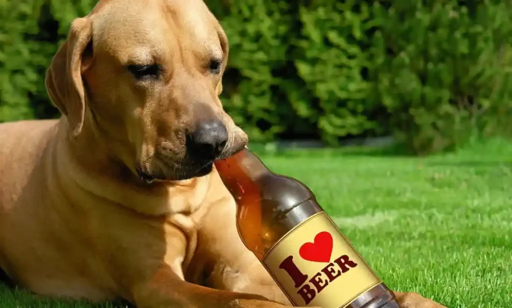 Why do dogs like alcohol
