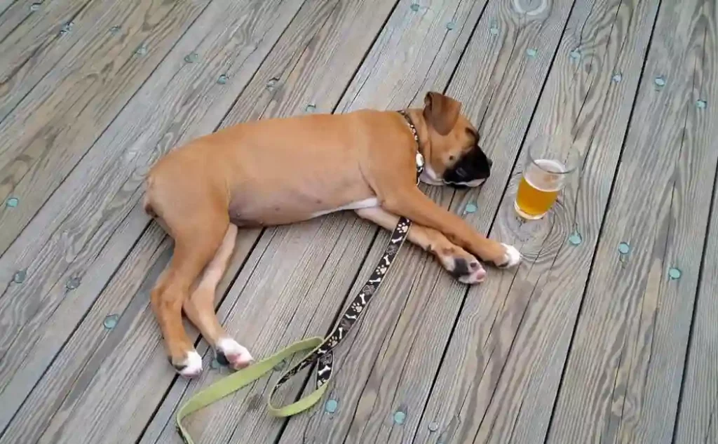 Why is my dog obsessed with drinking