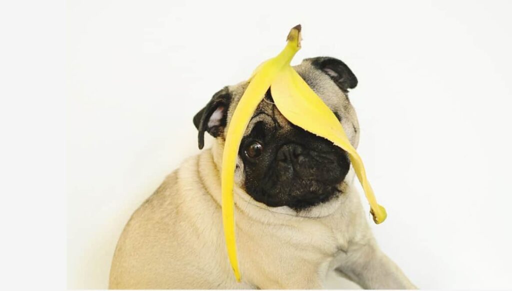 Can Dogs Eat Banana Skin