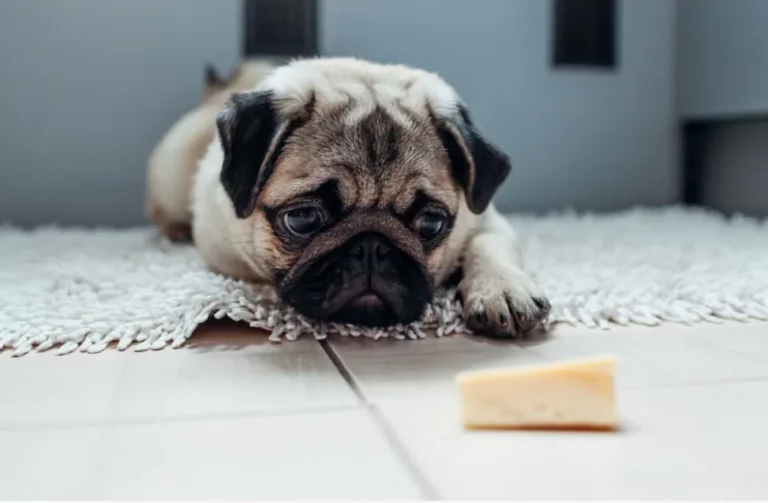 Can Dogs Eat Cheese? A Comprehensive Guide to Safe Canine Diets