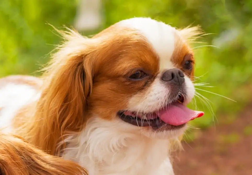 Factors That Affect the Length of Dog Whiskers