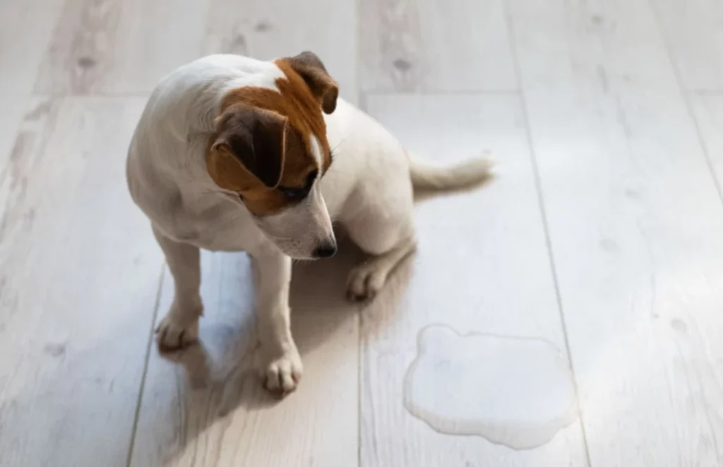 Glucose in dog's urine but not diabetic