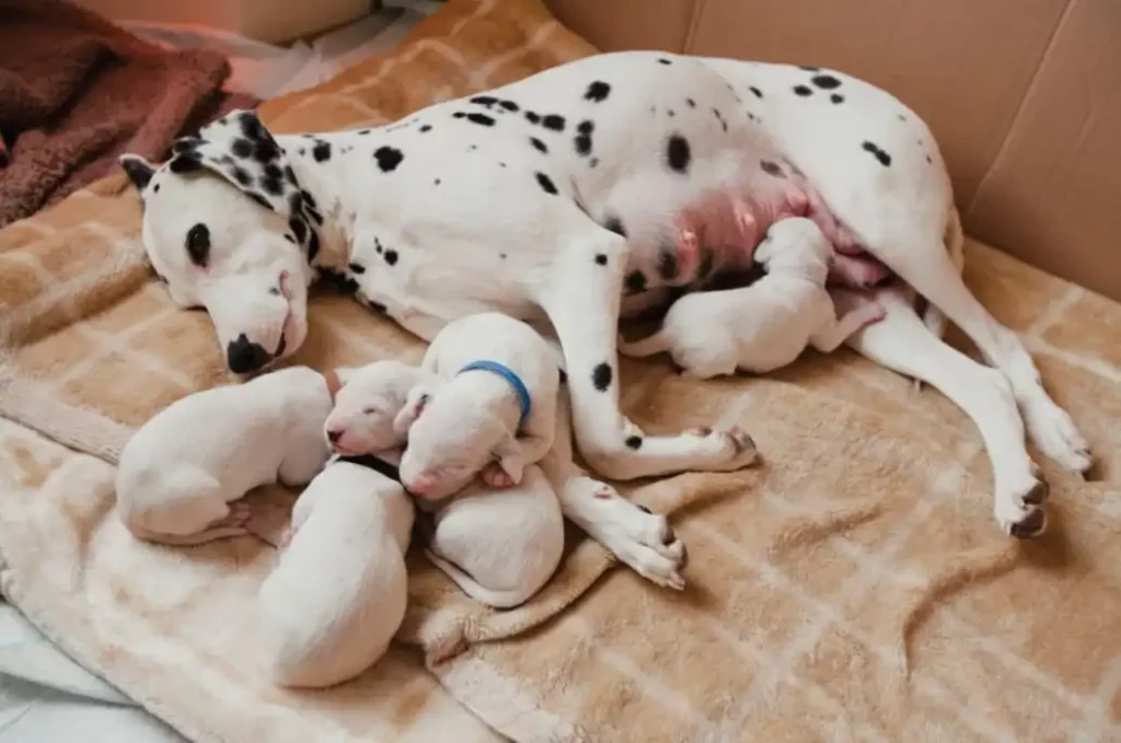 How Long Can a Mother Dog Be Away from Her Puppies