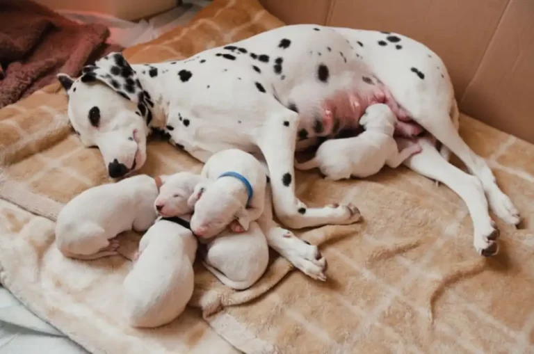 How Long Can a Mother Dog Be Away from Her Puppies?