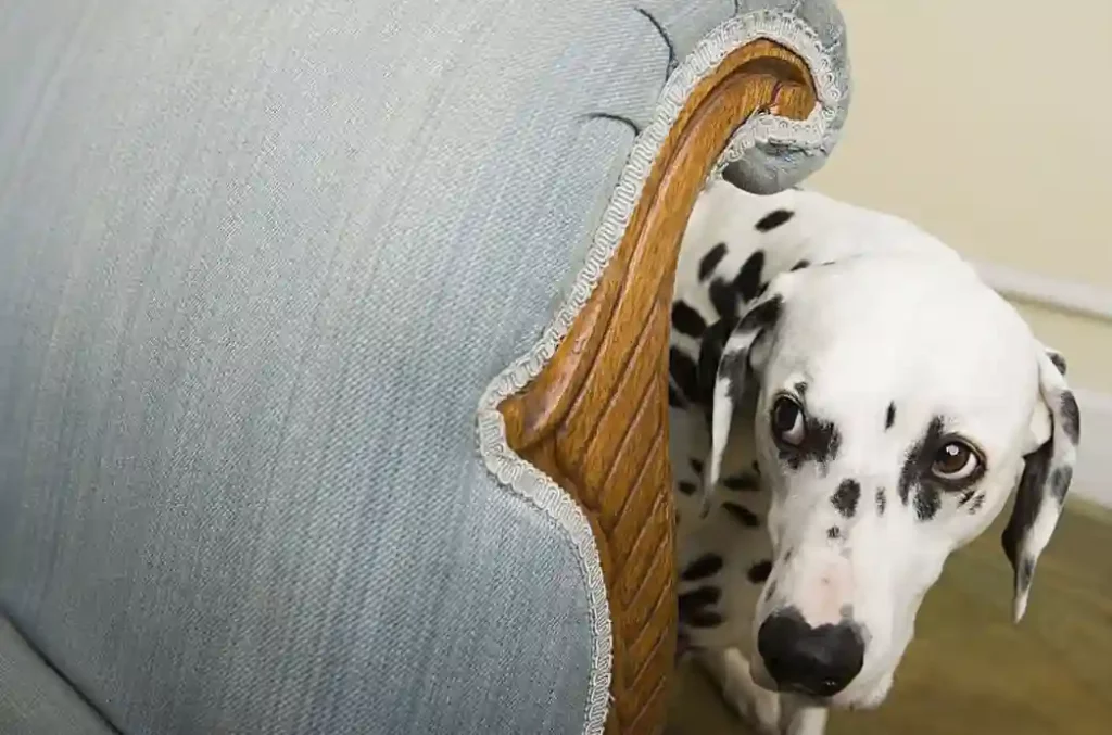 How Long Will A dog Hide If Scared
