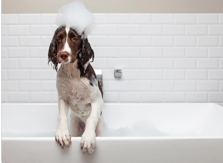 How to stop your dog from scratching the bathtub