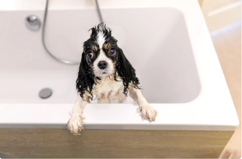 Possible reasons why dogs scratch the bathtub