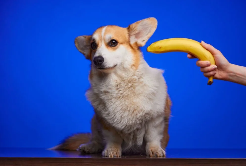 Potential Risks of Feeding Bananas to Dogs