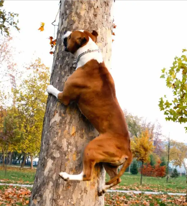 Tips for keeping dogs from climbing trees