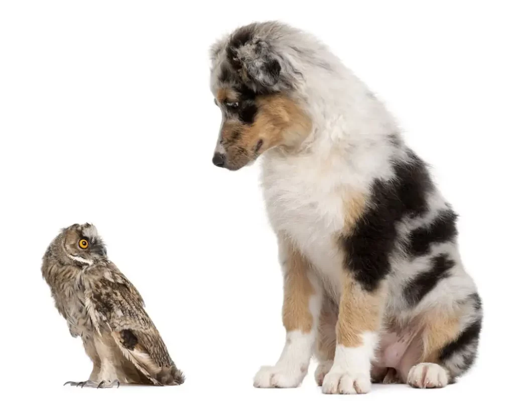 Training your dog to ignore owls