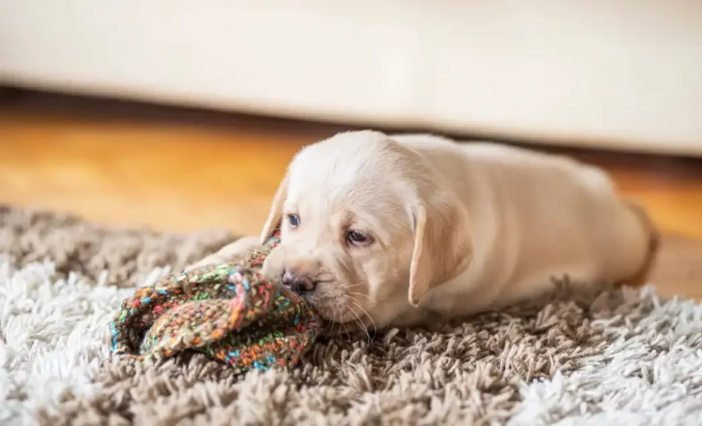 Understanding Your Puppy's Behavior