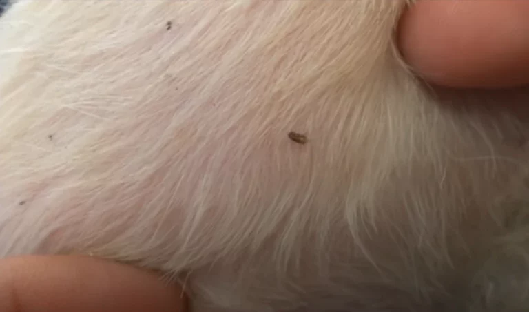 What Do Dog Fleas Look Like To The Human Eye?