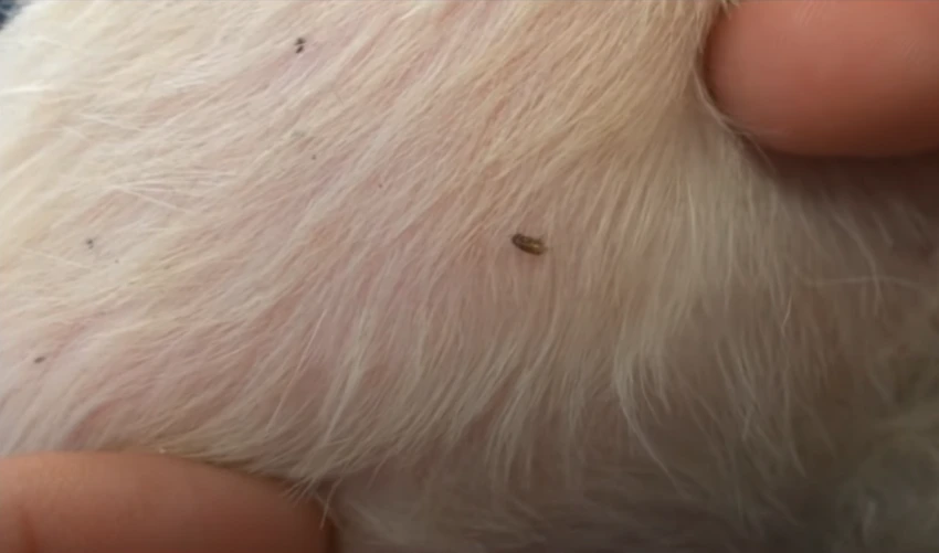 What Do Dog Fleas Look Like To The Human Eye