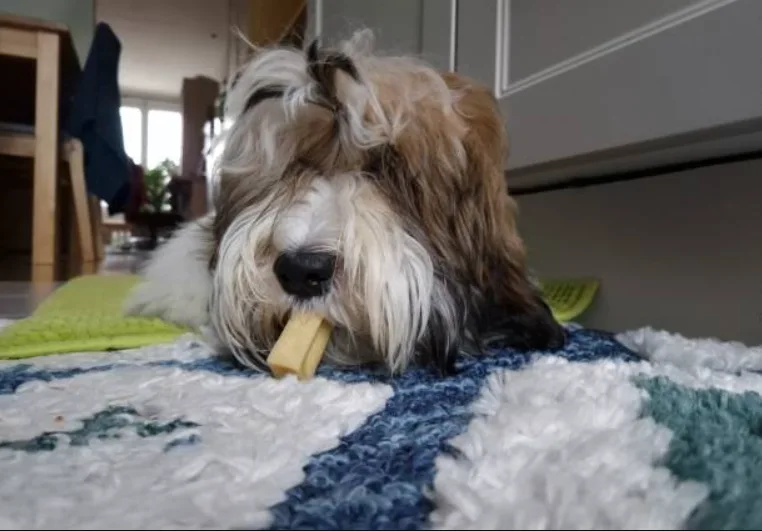 What Happens When a Dog Eats Cheese