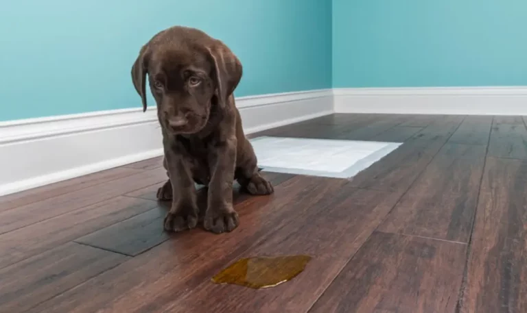 What does it mean if a dog has sticky urine? [8 Reasons reveal]