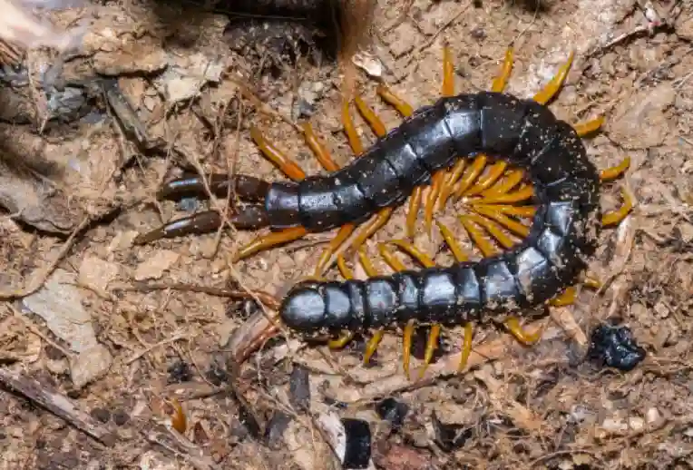 What to do if your dog eats a house centipede
