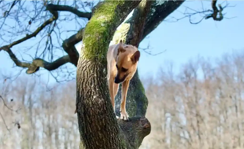 Why do dogs always climb trees