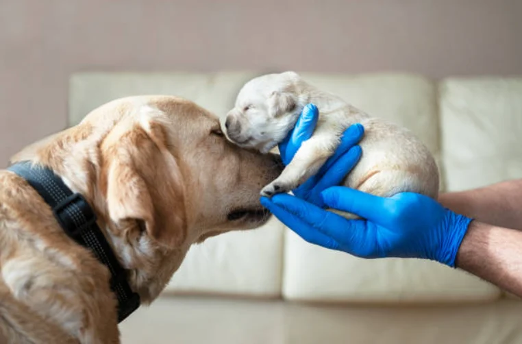 Alternative Solutions to Having a Male Dog Around Newborn Puppies