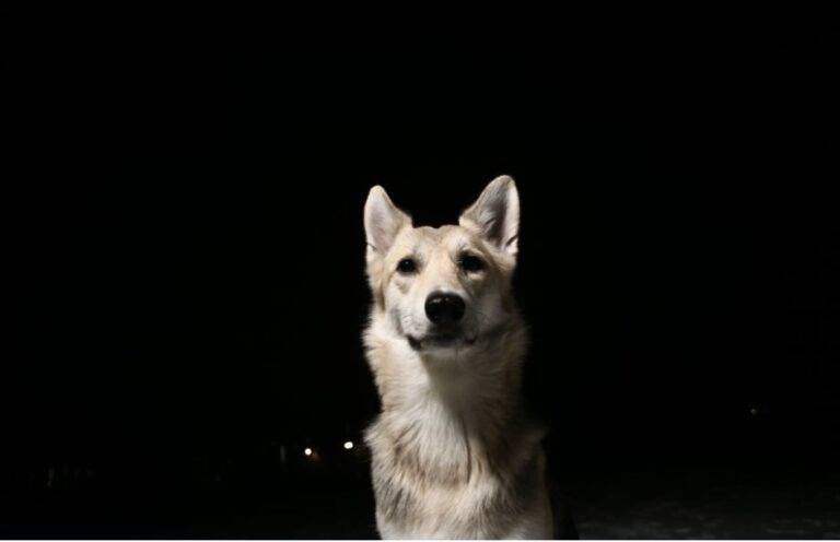 Can Dogs Be Afraid Of The Dark?