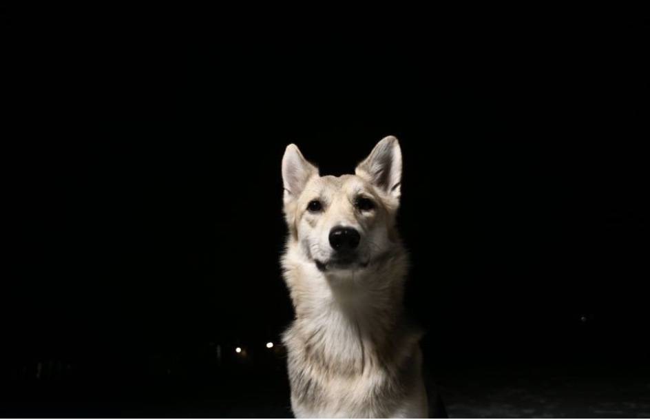 Can Dogs Be Afraid Of The Dark