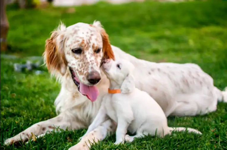 Can Male Dogs Be Around Newborn Puppies