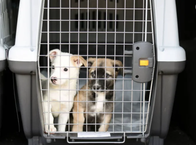 Common Mistakes to Avoid When Crate Training