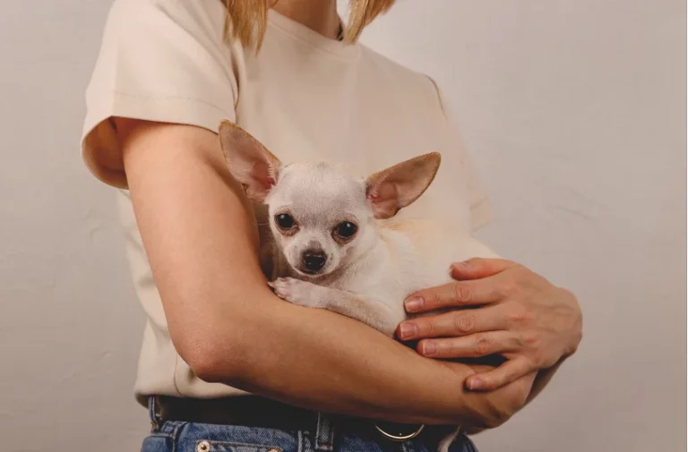 Do Puppies Like to Be Held Like a Baby? 5 Tips Exposed