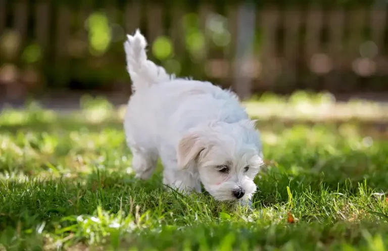 Do White Puppies Stay White? 5 Tips To Maintain Coat