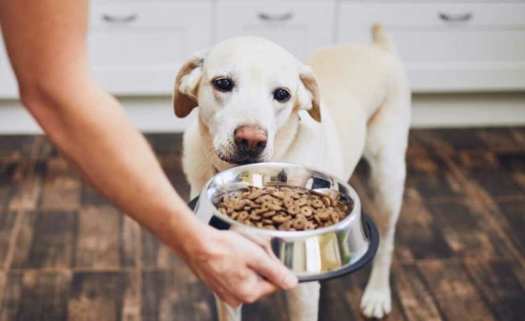 Dog begging for Food