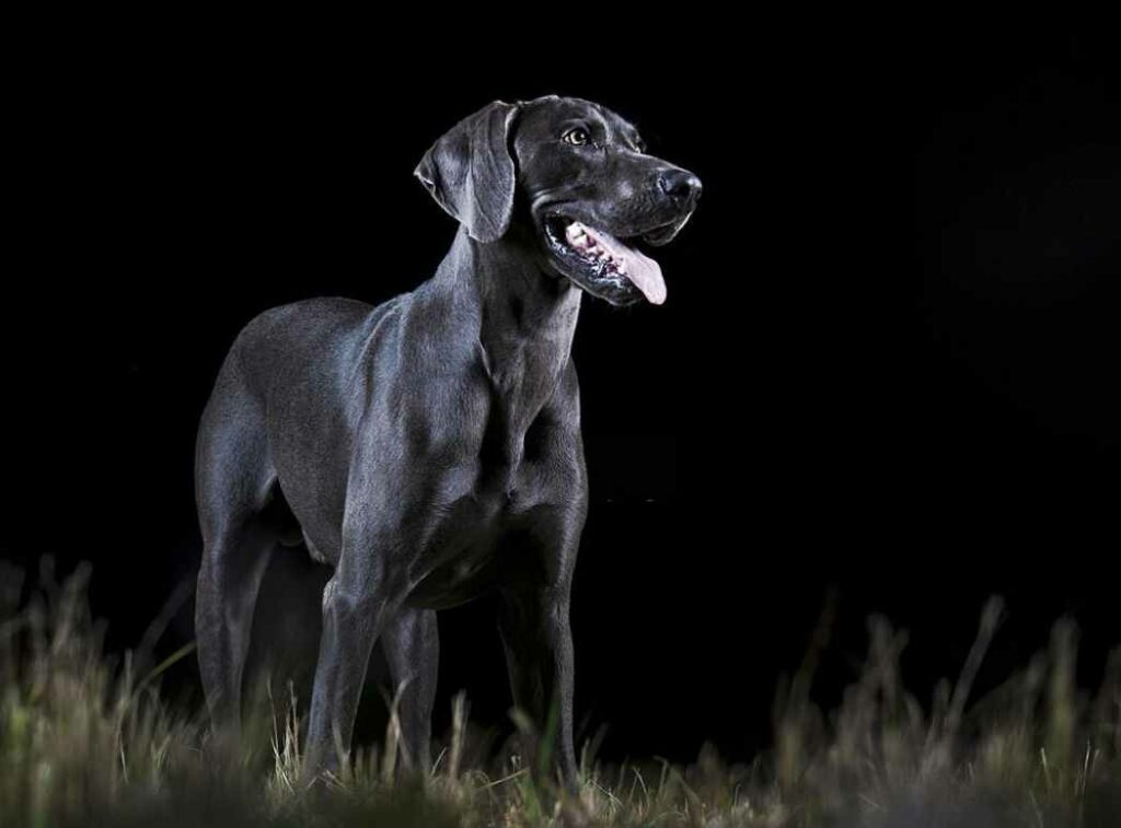 Helping Dogs Feel Safe at Night