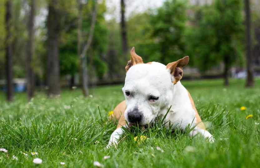 Is It Safe for Dogs to Eat Grass