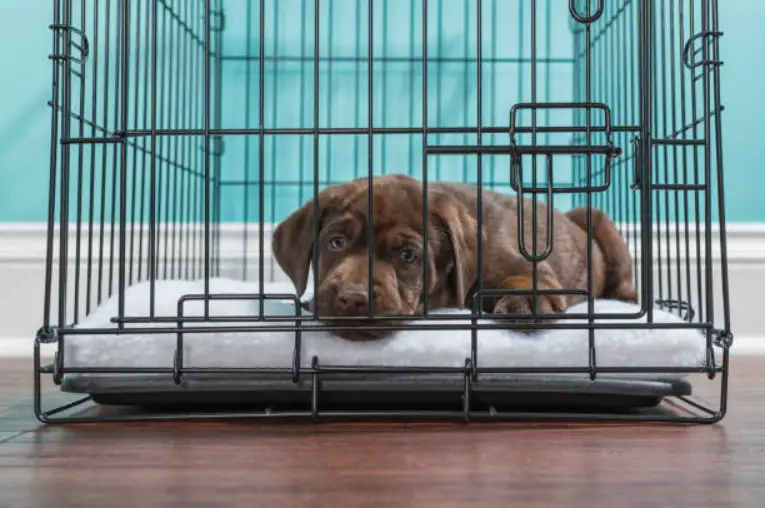 Is it bad to crate my dog in another room at night? Expert Advice