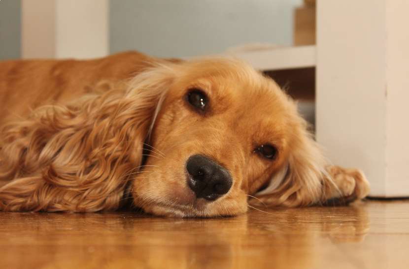 Reasons Why Your Dog Sleeps at Your Feet Facing the Door