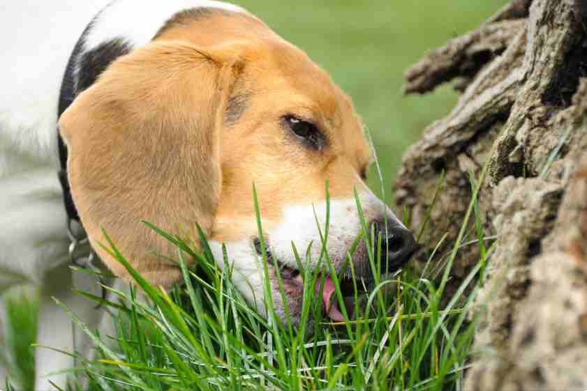 Should You Be Worried if Your Dog Eats Grass