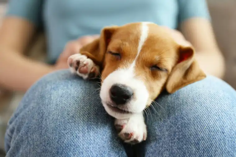 Tips for Getting Your Puppy Comfortable with Lap Sitting