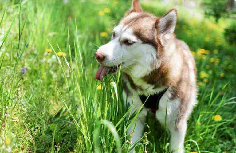 Why Do Dogs Eat Grass? Exploring the Possible Reasons
