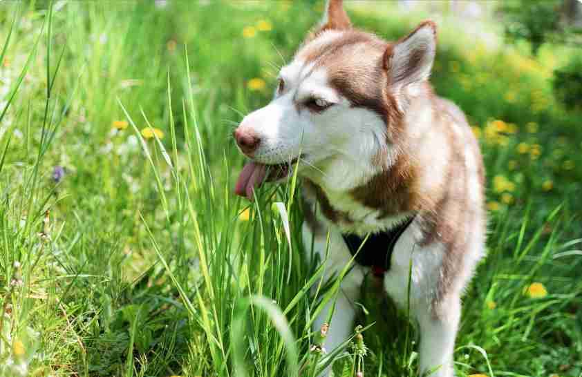 Why Do Dogs Eat Grass