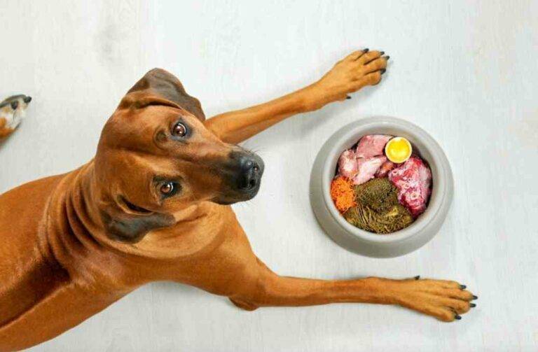 Why Does My Dog Want Me to Watch Her Eat? [11 Facts]