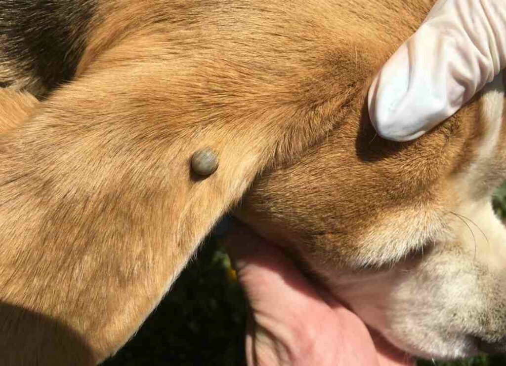 Dog Tick-Borne Diseases