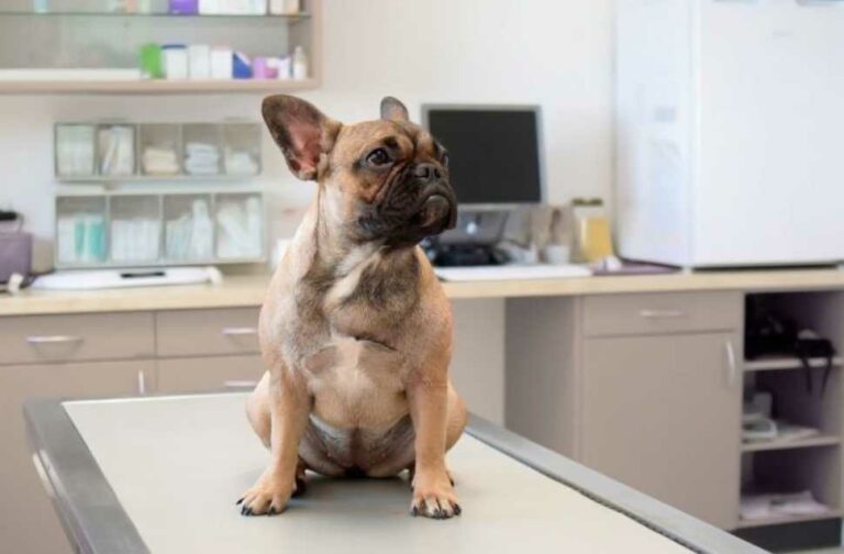 Common Genetic Disorders in Dogs
