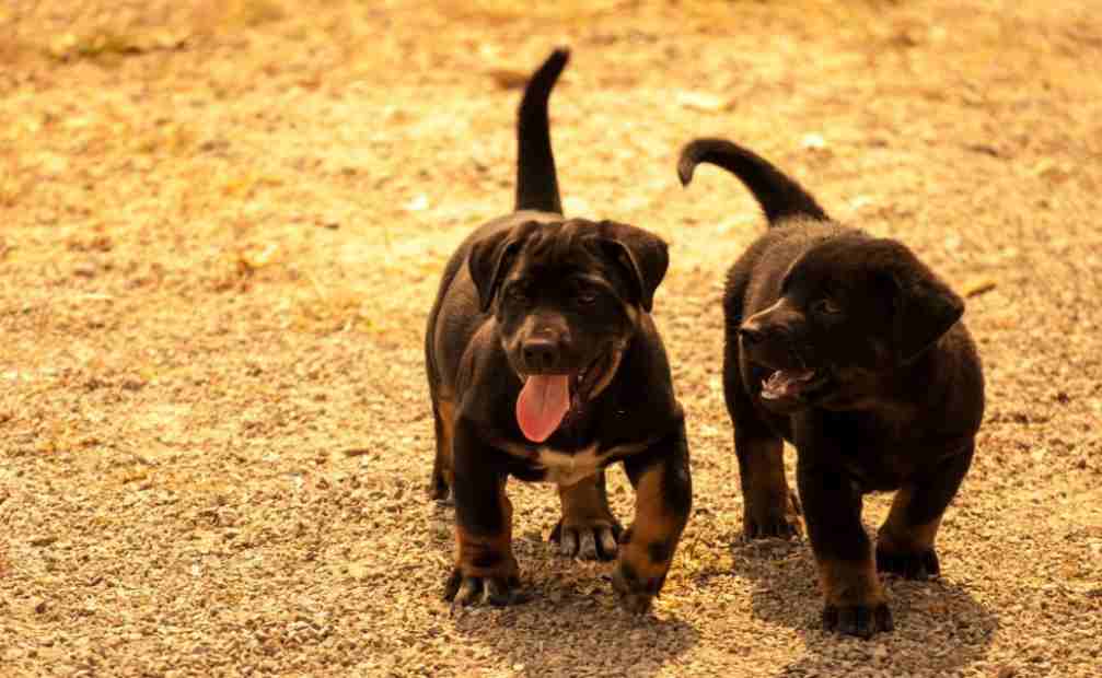 Rottweiler and Pit-bull Mix Dogs
