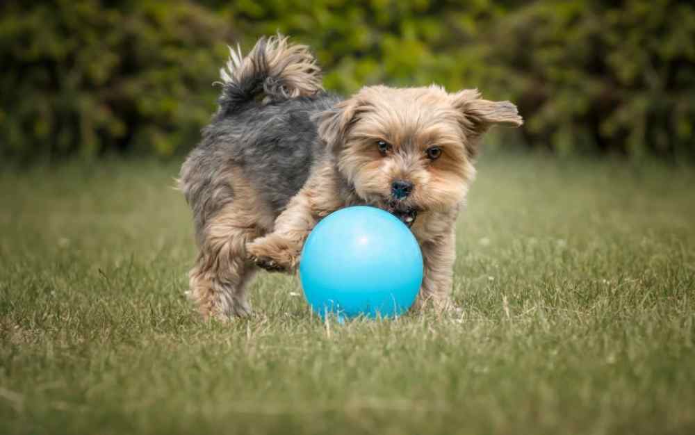 Socializing Puppies to Face Balloon Phobia