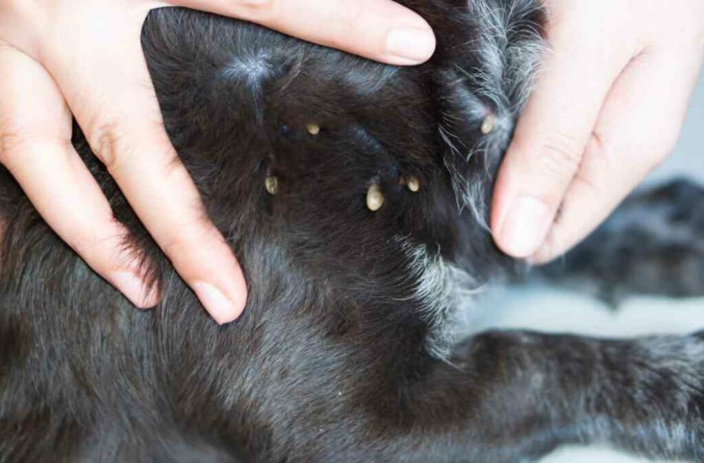 Tick paralysis in dogs