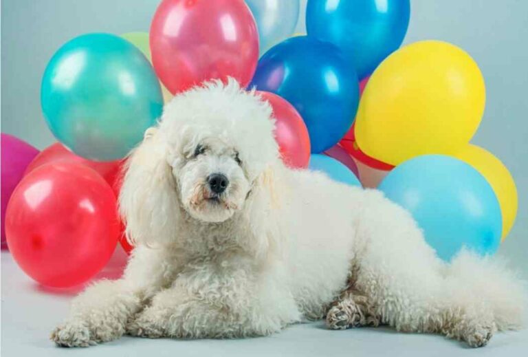Why Puppies Are Scared of Balloons