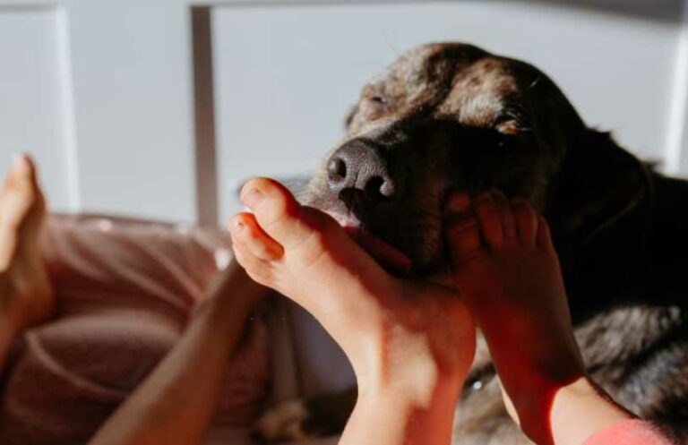 The Science Behind Dog Foot Licking Behavior [63% of Dogs Can’t Resist]