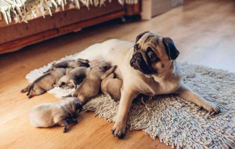 Caring for Female Dog and newborn puppies