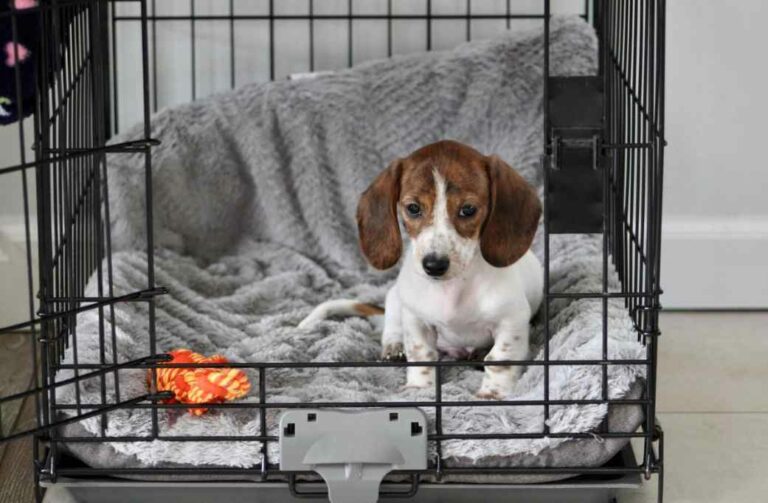 Dog Crate Training – How to train your puppy quickly?