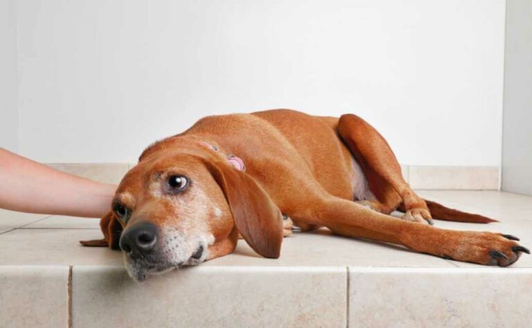 The Dangers of Kidney Failure in Dogs